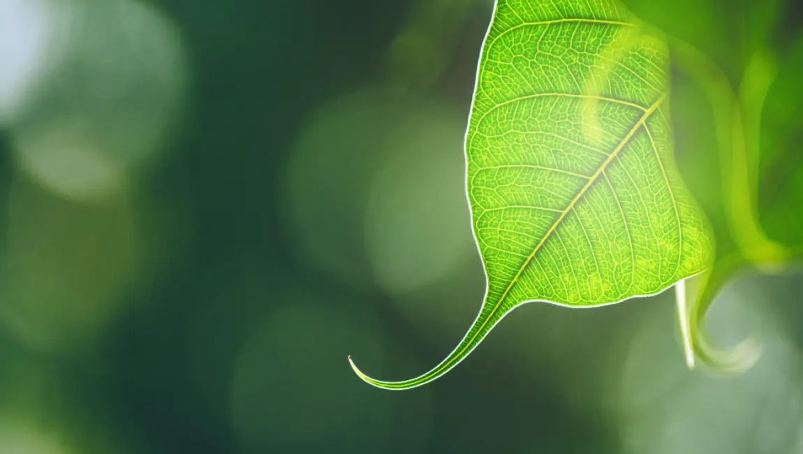 Dambadiva tour packages